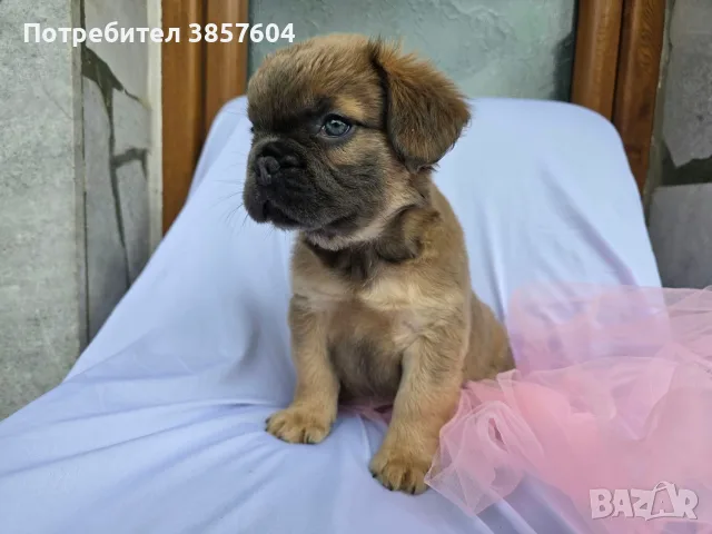 Син фаун Флъфи френски булдог 