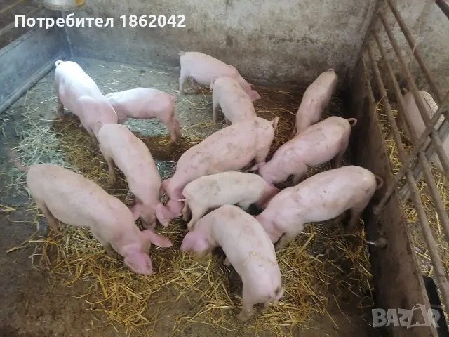 продавам малки прасета, снимка 2 - Прасета - 56367320
