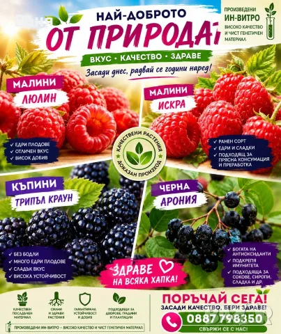 Плодни храсти. Малини, къпини и арония