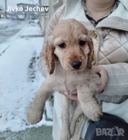 Кокер Шпаньол , снимка 3 - Кокер шпаньол - 53126559