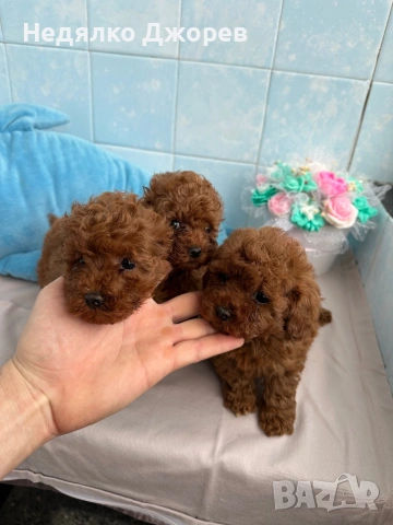Той Пудел/Toy Poodle