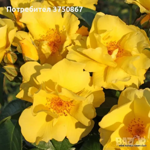 🌹РОЗА 🌹LEMON FIZZ®🌹