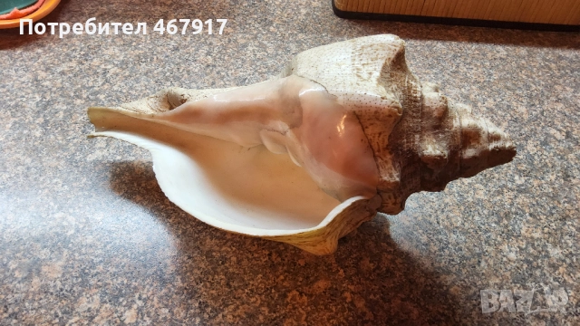 Рапани от атлантическия океан, снимка 4 - Други - 52020636