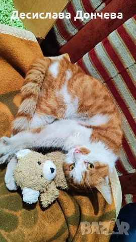 Коте Сами си търси дом, осинови го