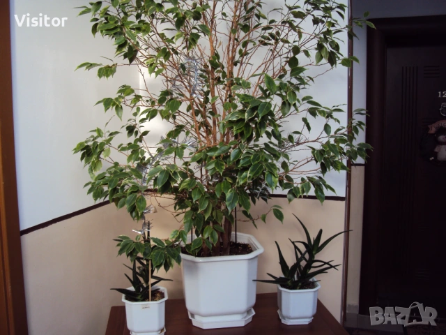 Sony Cybershot DSC-W180   10.1 MPx, снимка 17 - Фотоапарати - 53101155