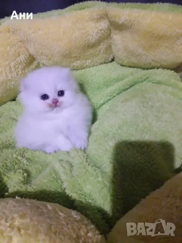 КОТЕНЦЕ УНИКАТ.МОМЧЕНЦЕ