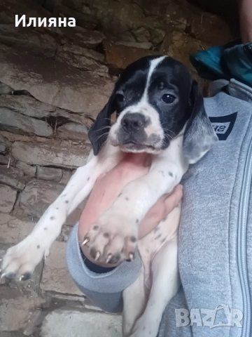 Пойнтери, снимка 2 - Пойнтер - 52724704