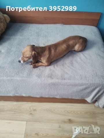 Продавам куче Дакел, но не изцяло чист