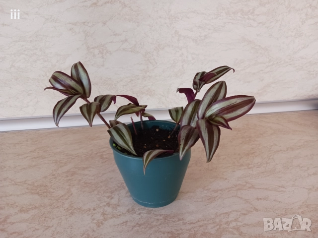 Зебрина - Традесканция - 4 стръка в саксия, снимка 3 - Стайни растения - 50256666