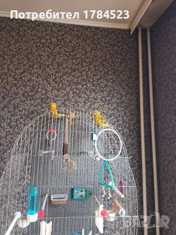 Мъжки пойни папагали , снимка 13 - Папагали - 54343115