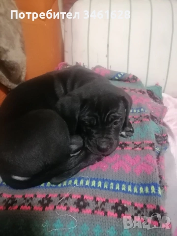 Кане Корсо бебета, снимка 2 - Кане корсо - 53012275