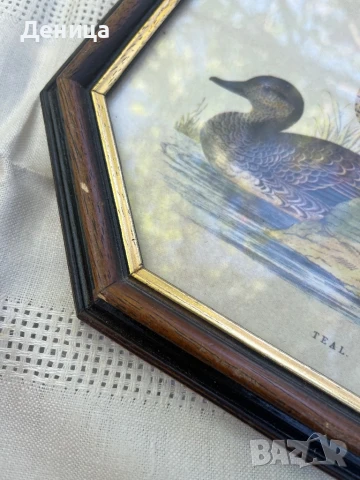 Рамкиран принт изобразяващ две синьо-зелени патици💙💚 , снимка 4 - Антикварни и старинни предмети - 51078249