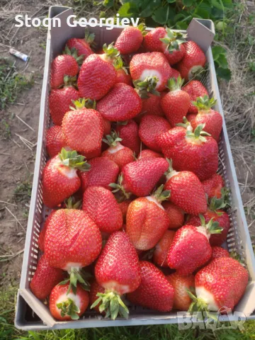 Разсад Ягуди, снимка 1