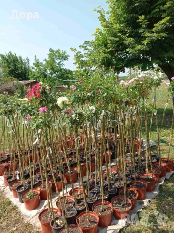 Щамбови рози, цветово разнообразие., снимка 18 - Градински цветя и растения - 44639785