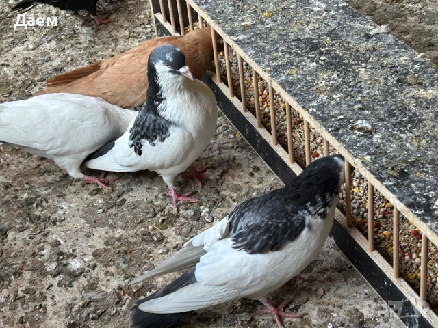 Поморийски Ролер Силни на въртене, снимка 10 - Гълъби - 54296900