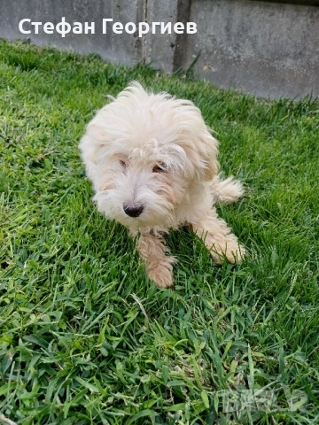 малтипу, снимка 2 - Пудели - 51949962