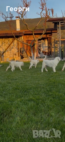 Алабай (Средноазиатска овчарка), снимка 10 - Алабай - 54258626