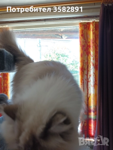 Наталия, снимка 3 - Персийска - 52590689