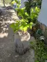 лимон хлорофитум кактус розмарин спатифилум мента, снимка 1