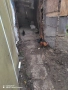 Продавам декоративни кокошки , снимка 8