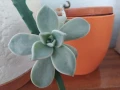 Седум спектабиле Вариегатум, снимка 8