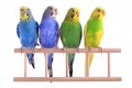 Вълнисти папагали - Лично Перник - Различни цветове и пол, снимка 1 - Папагали - 36649407