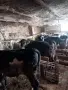 Продавам телета угоени , снимка 3