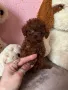 Той пудел teacup за разплод , снимка 4