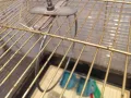 Клетка за птици (папагали, финки , канарчета и др), снимка 6