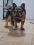 Френски Булдог, снимка 4