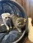 Британски / шотландски котета , снимка 14