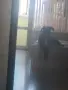 Продавам Кане Корсо, снимка 2