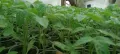 Продавам разсад домати краставици тиквички пипер и др., снимка 1