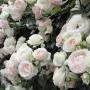 🌹РОЗА🌹 Palais Royal - White Eden Rose® 🌹, снимка 1