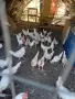 Легхорн ярки и петли , снимка 5