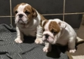 Английски булдог, снимка 8