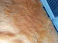 Губер,портокалов цвят, снимка 3