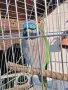 Продавам папагал японски Александър, снимка 1