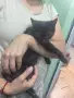 Подарявам малка сладка Орис.На около два месеца с първа ваксина.Много мила и любвеобилна.С изградени, снимка 1