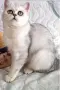 Britanski kasokosmesmesti , снимка 5