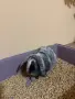 Клепоухо декоративно зайче , снимка 2