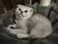 Клепоуха чинчила , снимка 1