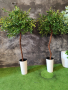 Изкуствени дръвчета , снимка 2