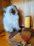 котенца Ragdoll/Регдол, снимка 3