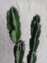 Кактус Cereus , снимка 3