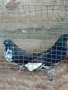 Николаевски гълъби 5 двойки , снимка 16