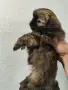 Малки пекинезчета, снимка 4