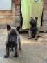 Продавам Белгийски овчарки, снимка 12