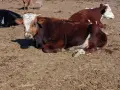 телета за клане различни кг , снимка 1