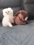 МНОГО,МНОГО СЛАДИЧКО БЕБЕНЦЕ, снимка 1